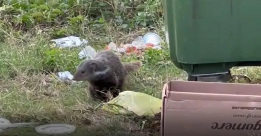 影/驚！保育類食蟹獴啃垃圾　「民眾憂淪國際笑柄」墾丁國家公園撤垃圾子車