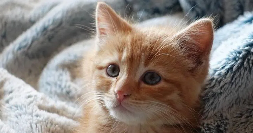 台南爸外遇1年半「1周5次」！小三傳訊「祝福」正宮「早日死掉」　下場曝光