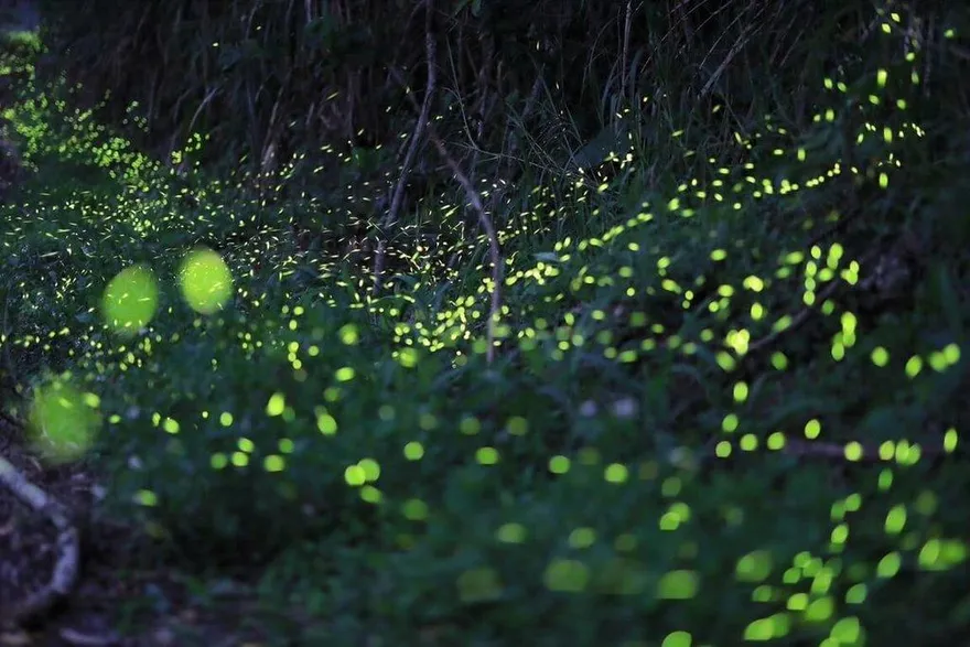 阿里山區螢火蟲爆發　鄒族部落入夜閃閃發光