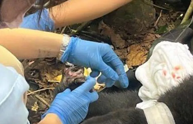 佈陷阱獵捕太黑心？2歲台灣黑熊誤觸套索　緊急截指保命將照養1個月再野放