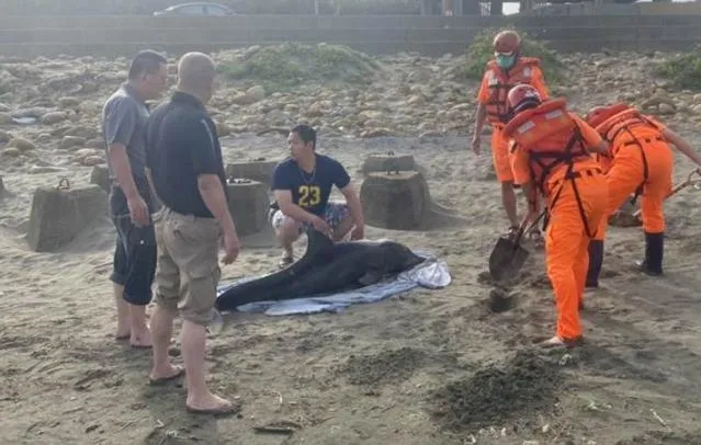 傷勢很重！海豚疑被鯊魚啃咬擱淺許厝港濕地　急送八斗子岸置中心救治