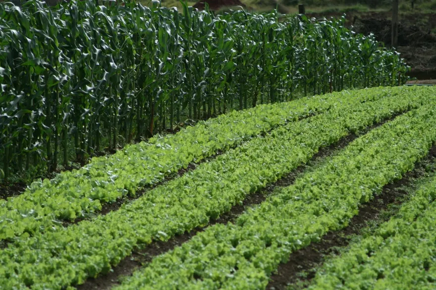 春季產大陸妹　多吃解腹脹、脹氣！油炒比水煮更健康
