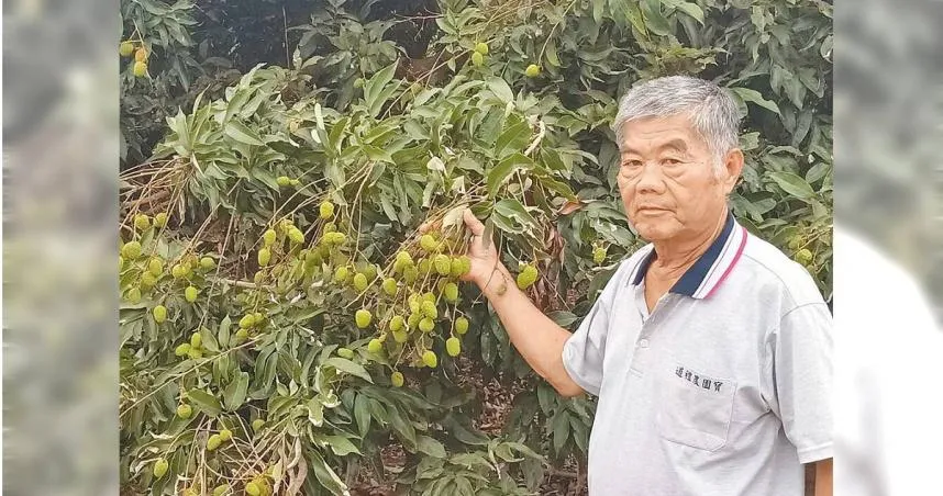 百年大旱受災戶！氣候炎熱不下雨　玉荷包今年產量剩一半