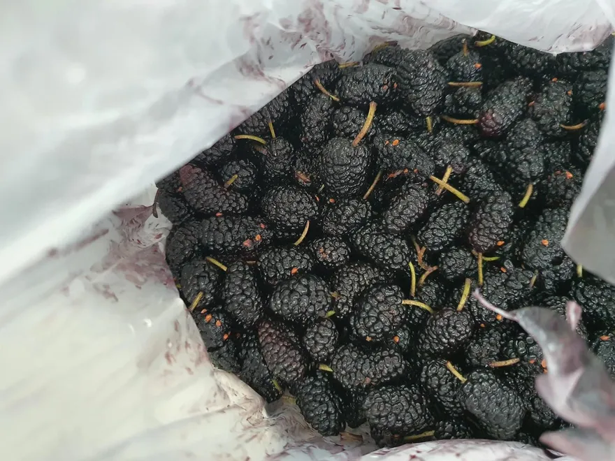 毒莓果風暴延燒！防心血管疾病營養師推新鮮桑葚　正是產季！