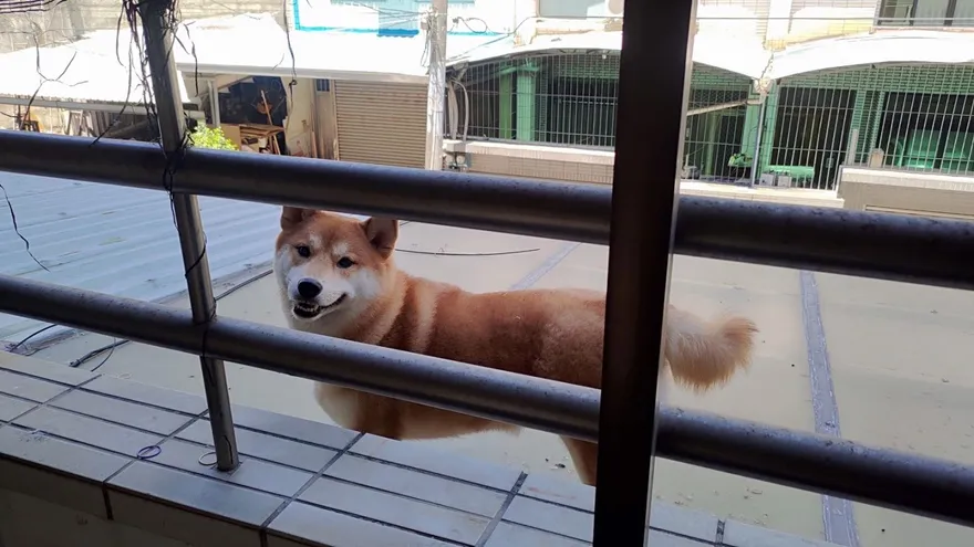 怎麼跑上去的？柴犬站在2樓遮雨棚哀號　警助脫困、牠開心笑