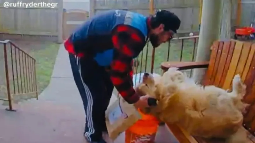 影/阿金見可疑人物進家門「秒攤平滑落長椅」露肚求嚕！　主笑：說好的看門狗？