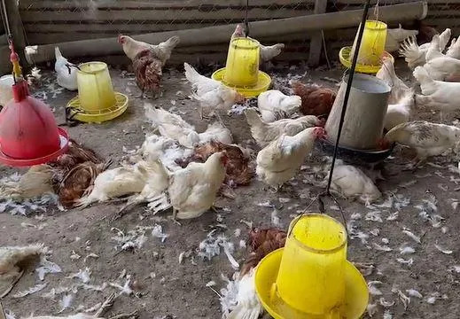 影/台南養雞場淪屠城！200隻蛋雞遭流浪狗狠咬亡　議員痛心發聲了