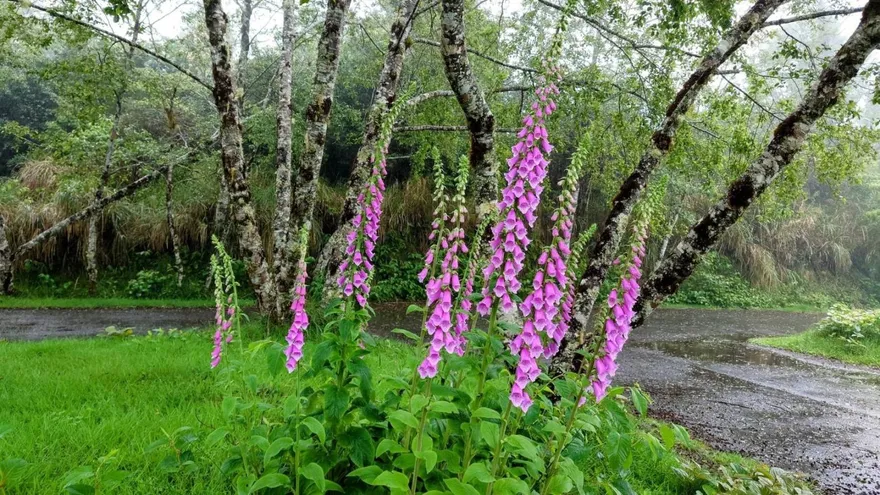 母親節賞花趣／「全株有毒」賞花別伸手！太平山「仙女手套」繽紛綻放正當時　紅粉點綴綠意間