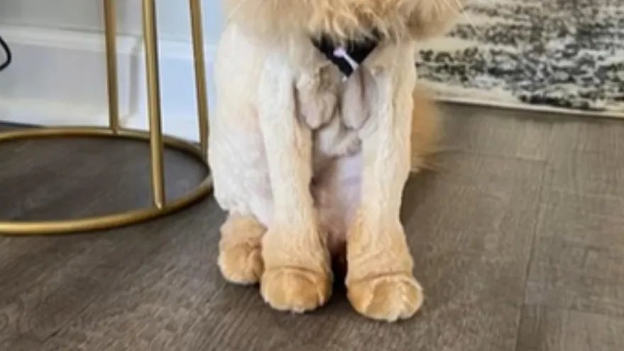 影/長毛貓遭遇理髮師誤區「稍微修一下」竟變禿毛獅子！憂鬱表情網笑翻