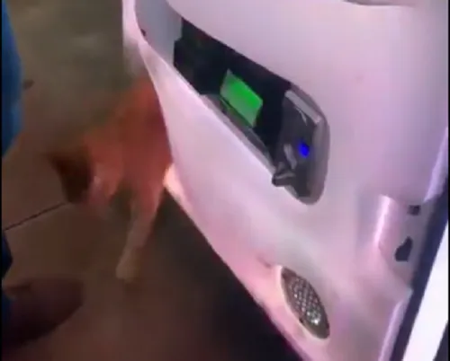 影/娃娃機變時光隧道？他「夾大象」竟掉出一隻橘喵喵　妻驚呆殺豬笑大放送