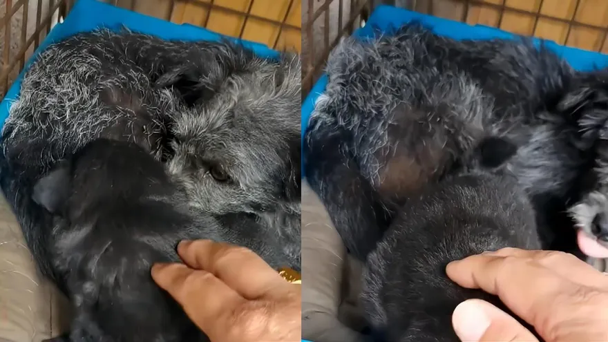 影/狗狗界「伍子胥」！主人住院小黑狗「一夜白頭」　專家：沒聽過但有可能