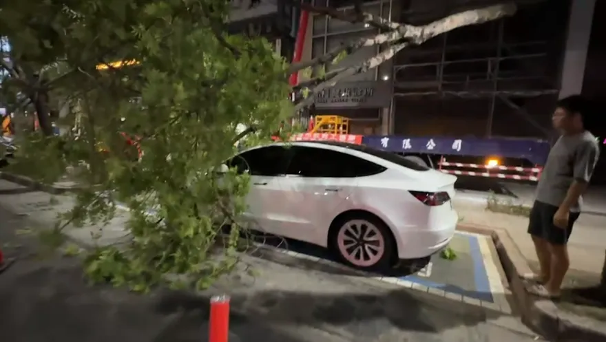 特斯拉停路邊這次遭「大樹壓頂」！好粗一根3層樓高　好事網友又敲碗了