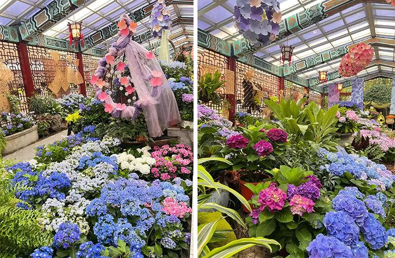 母親節賞花趣／士林官邸首展海內外60種繡球花　竹子湖繡球花季5/20登場