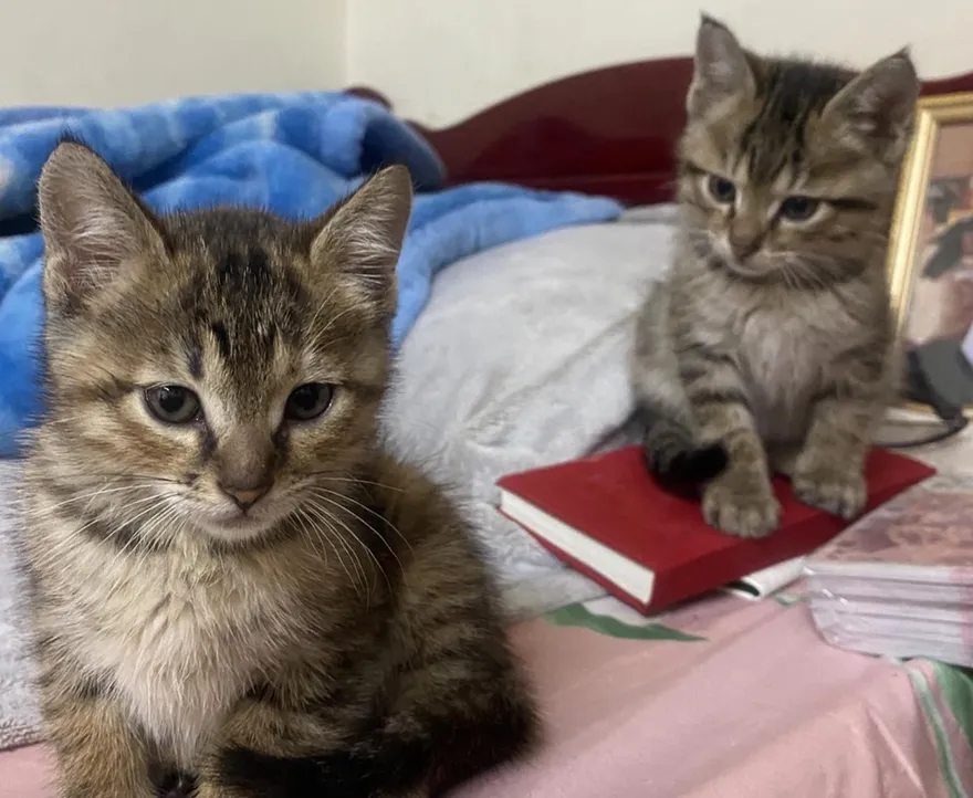 童看她家貓可愛問「可以送我嗎？」　遭拒一家人竟當街搶貓…飼主哭訴：對方說不見了