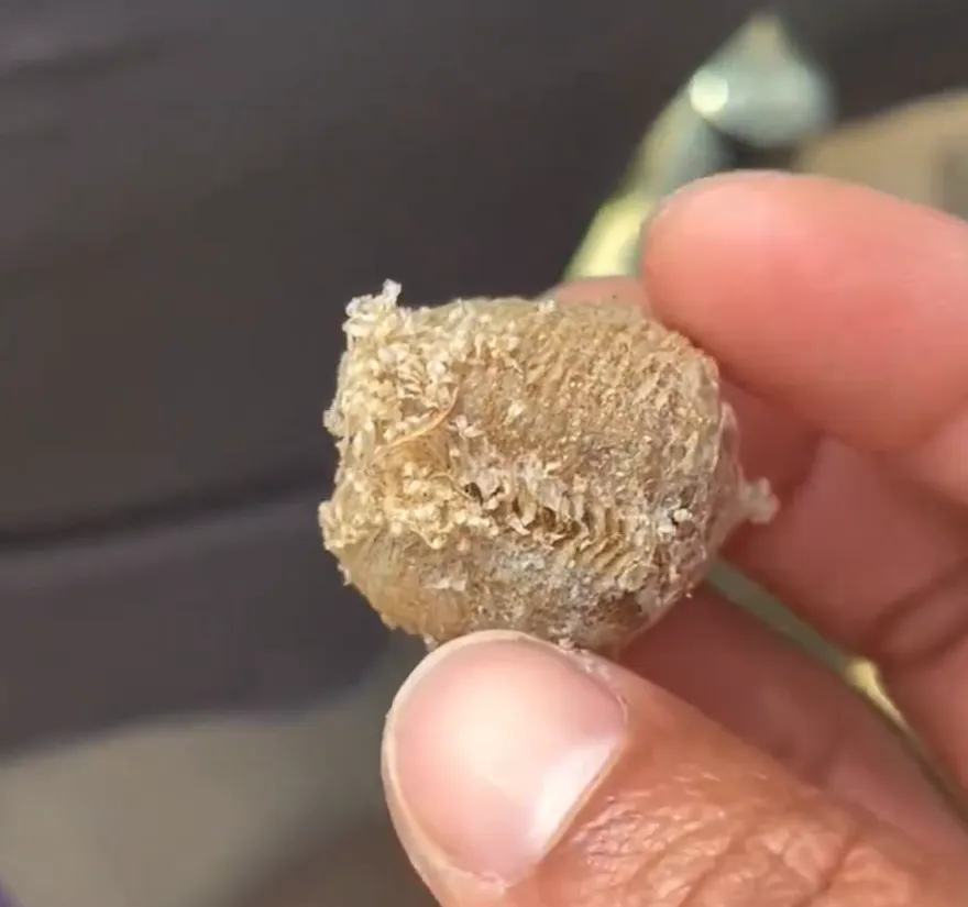 影/女子山上撿「怪石頭」放車裡　一週後竟孵出上百隻螳螂嚇壞她