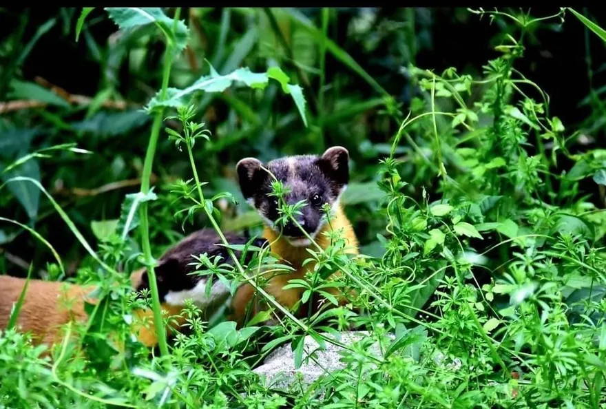「金黃領巾小紳士」黃喉貂山林賣萌　現身武陵農場