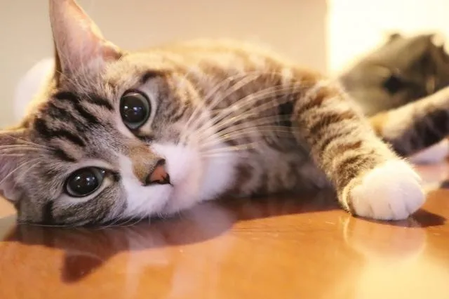 沒被貓抓也得「貓抓病」！老人幼兒與貓咪互動時　不輕忽身體傷口