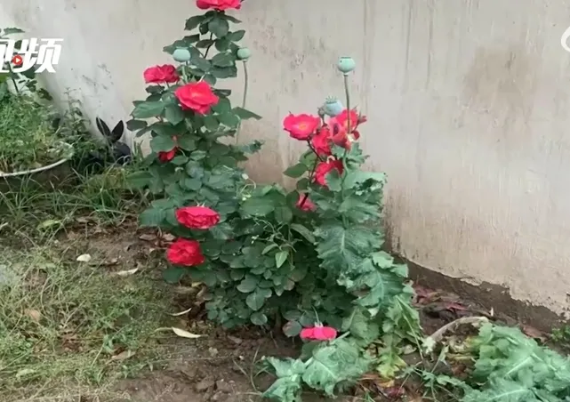 影/聽信偏方！社區偷種72棵罌粟為老伴治病　大媽恐被拘留15天