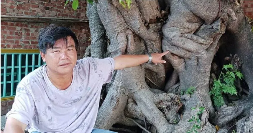 300歲樹公「臭臉變慈祥」！雲林「人面雀榕」成景點　信眾：人多心情好