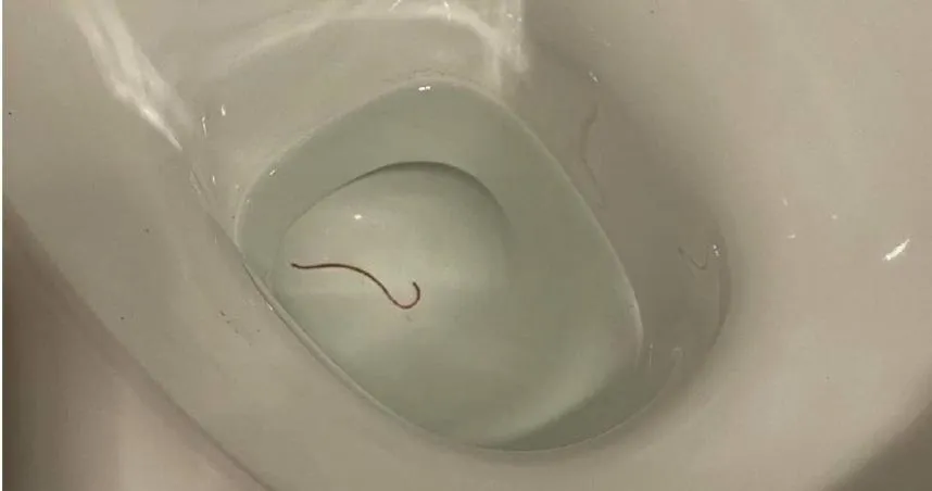 他見「馬桶裡有蛇」急求救　捕蛇人看照笑翻…寄生蟲專家眉頭卻皺了