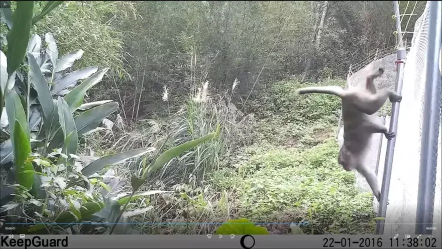 囂張猴群不怕人！撒潑糟蹋農民心血　苗栗縣7000發驅猴砲供不應求