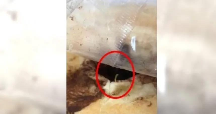 有夠夭壽！「營養午餐有蟲」爆出黑心廠商供應劣質食材　訊後7人獲交保