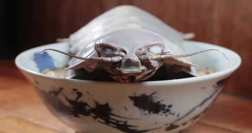 「大王具足蟲拉麵」被檢舉了！衛生局、食藥署趕到店內搜索牠