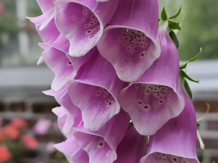 影/「豔彩小鈴鐺」隨風搖曳　武陵農場毛地黃逐次盛開