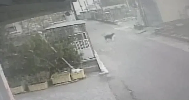 影/真不是人！高雄出現偷衣賊　監視器拍到2汪星人犯案