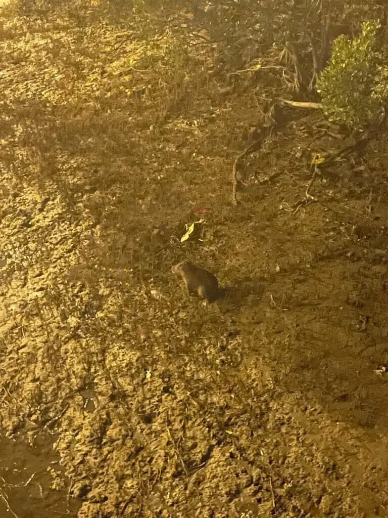 新竹蹺家「水豚君」一度現蹤紅樹林　團隊漏夜搜尋