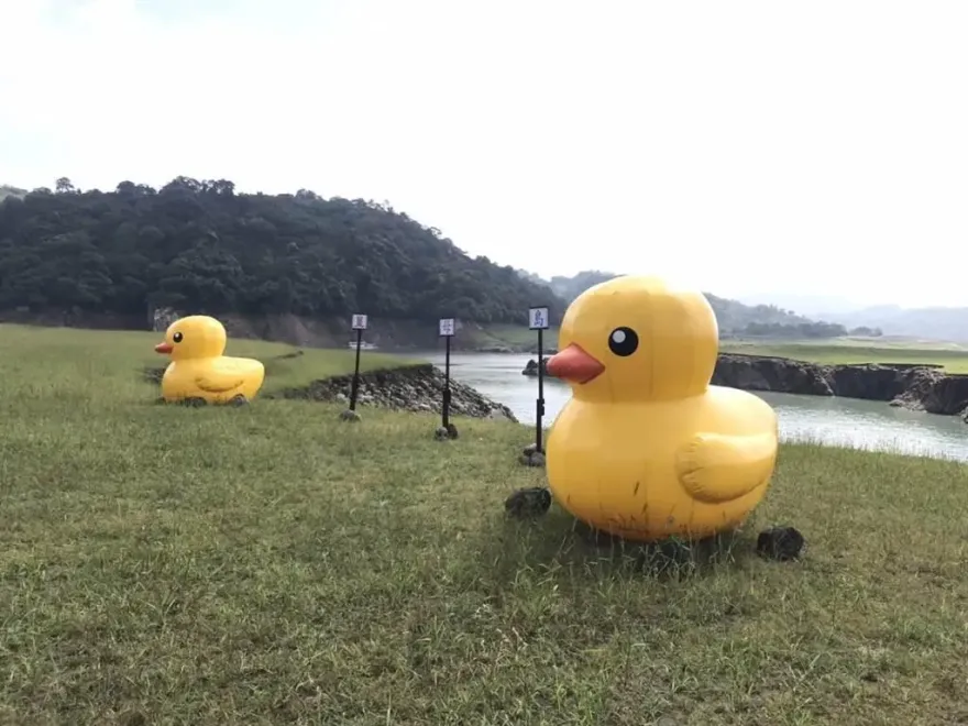 限時超Q打卡點！2米高黃色小鴨徜徉石門水庫　夢幻草原添童趣