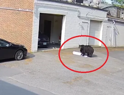 影/有這麼好吃？黑熊突闖甜點店　「3度折返狂嗑60個杯子蛋糕」嚇壞店員