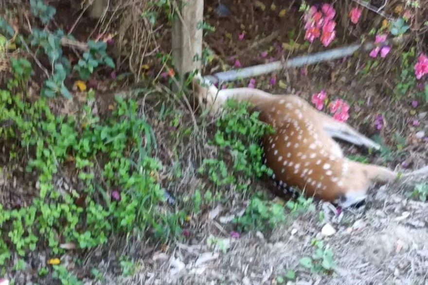影/慟！墾丁騎士「酒駕撞梅花鹿」　人鹿雙亡畫面曝光