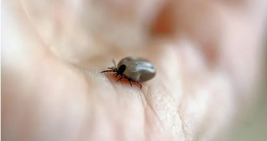 遊日回台「長出黑絲贅肉」　醫夾出「整隻小蟲」恐引起萊姆病！