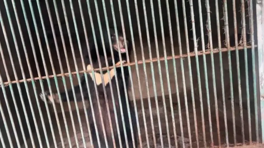 影/「斷臂黑熊狂拍門」駱駝皮包骨毛掉光　園方遭疑虐待回應了