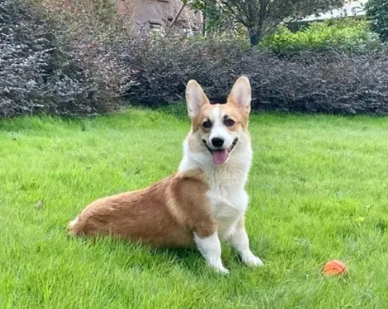 影/酒醉丈夫「抱狗太大力」被反咬　情緒失控狂砍柯基十幾刀致死