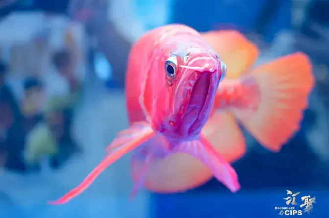 貧窮限制想像！一條紅龍賣出467萬　網驚呼：可換一套房