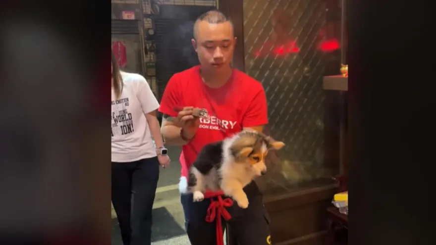 影/偶是誰？師傅揮香唸咒收驚　小柯基「問號萌樣」紅到國外去