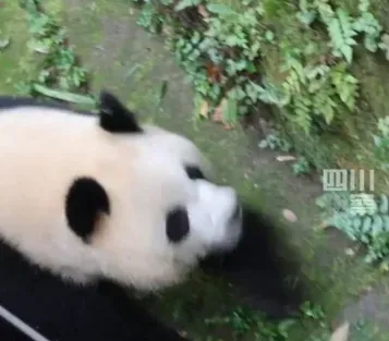 影/有夠沒水準！男子朝大貓熊亂潑水　遭終身禁止進入貓熊基地