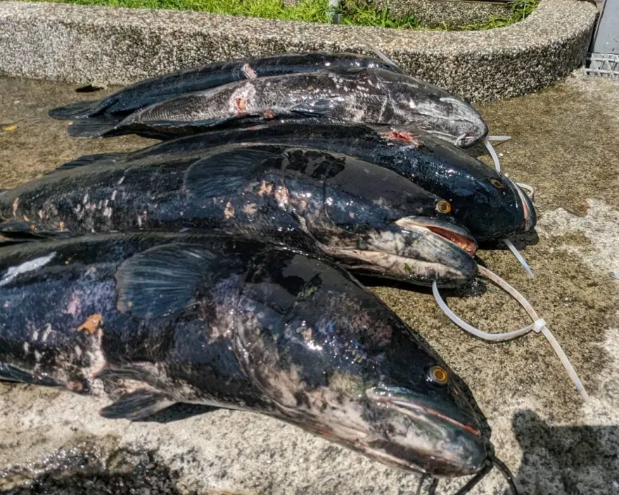 「湖中惡霸」現形！日月潭水位上漲　5條超肥魚虎築巢遭一網打盡