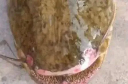 鴨子頻失蹤疑遭水怪吞噬…抽乾河水驚見15kg「尖牙怪魚」　網：恐怕會吃人