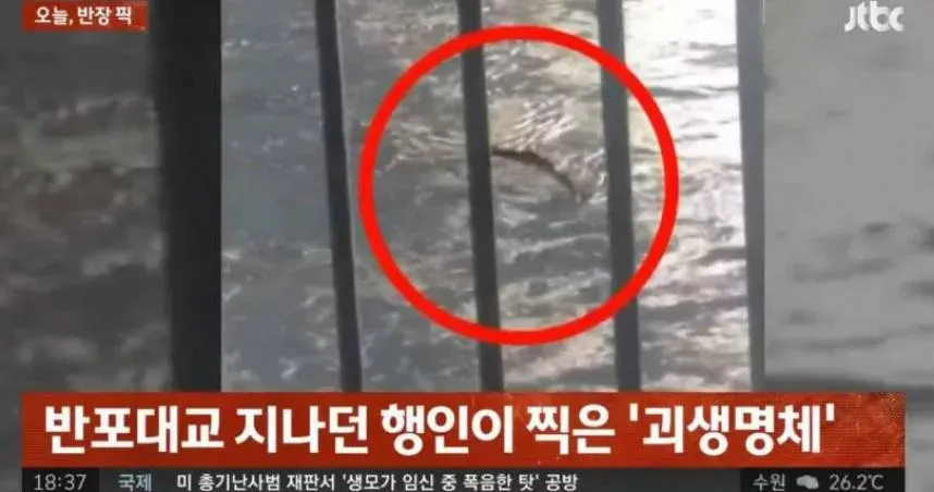 《駭人怪物》現蹤漢江？「10公尺水怪」民眾嚇傻　調查結果大反轉