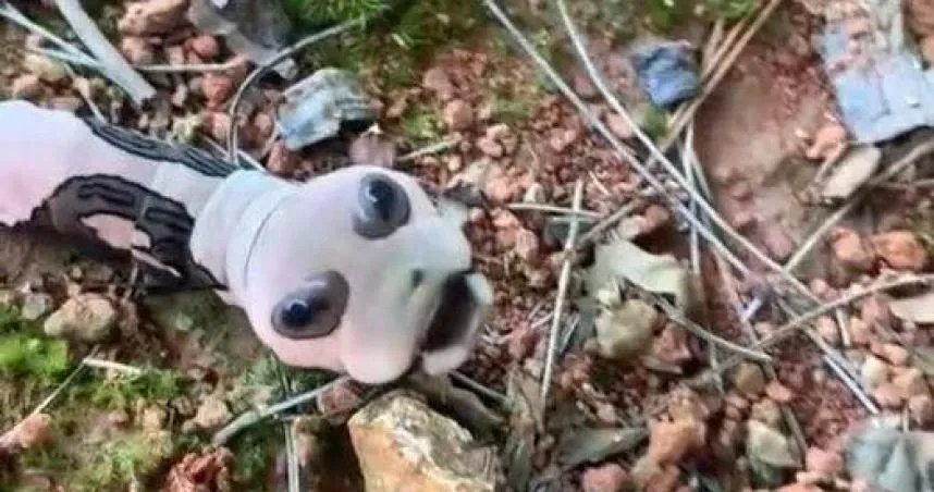 公園驚見「骷髏怪蟲」！趴地蠕動還抬頭詭笑…內行曝「比熊貓稀有」