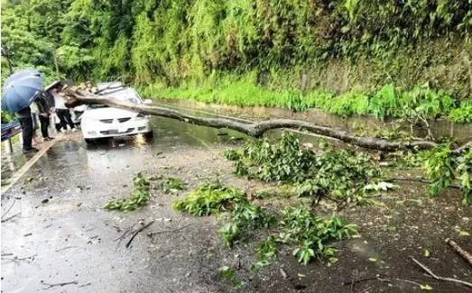 影/大雨釀災！竹東122縣道大樹倒塌　重砸過路轎車