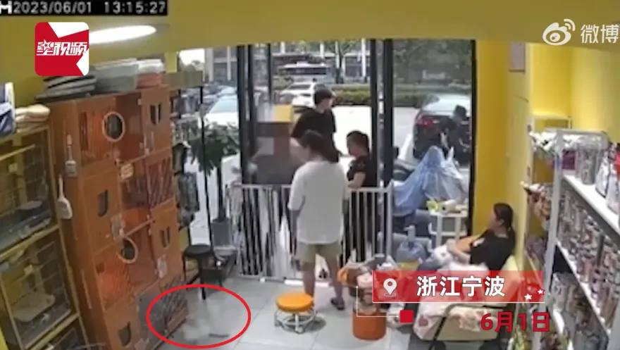 影/買寵物貓店家不給退！女子高舉朝地重摔　小貓痛苦掙扎重傷亡