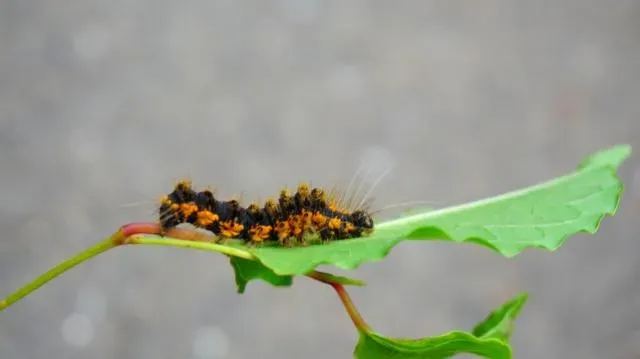 莫名皮膚癢起紅疹小心「毛毛蟲皮膚炎」醫：沒觸碰到也會中！
