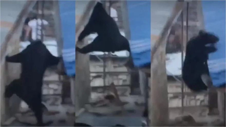 影/工讀生出來！黑熊「一字馬」爬牆躲人追趕　網驚：如黑熊特種部隊攻堅