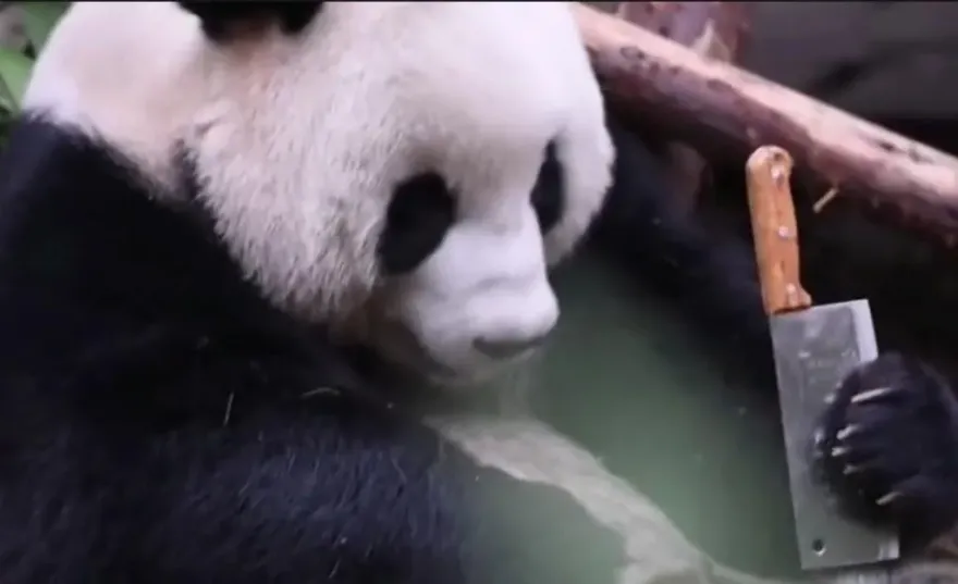 影/史上最狂「功夫熊貓」！手持菜刀又踢斷橋樑　遊客嚇傻驚叫