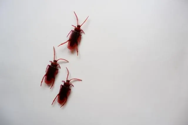 夏天蟑螂大軍出動！家事達人教「請蟑螂喝啤酒」免用殺蟲劑有效殺蟑小撇步