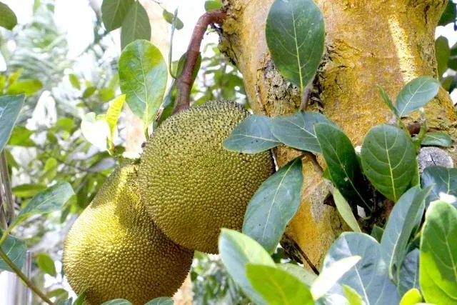 波羅蜜、榴槤蜜傻傻分不清！ 農糧署授「這樣分」種籽煮熟像菱角